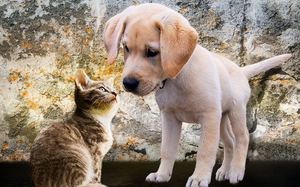show the animals some